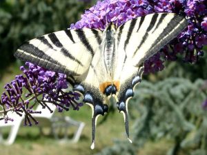 Buddleja davidii